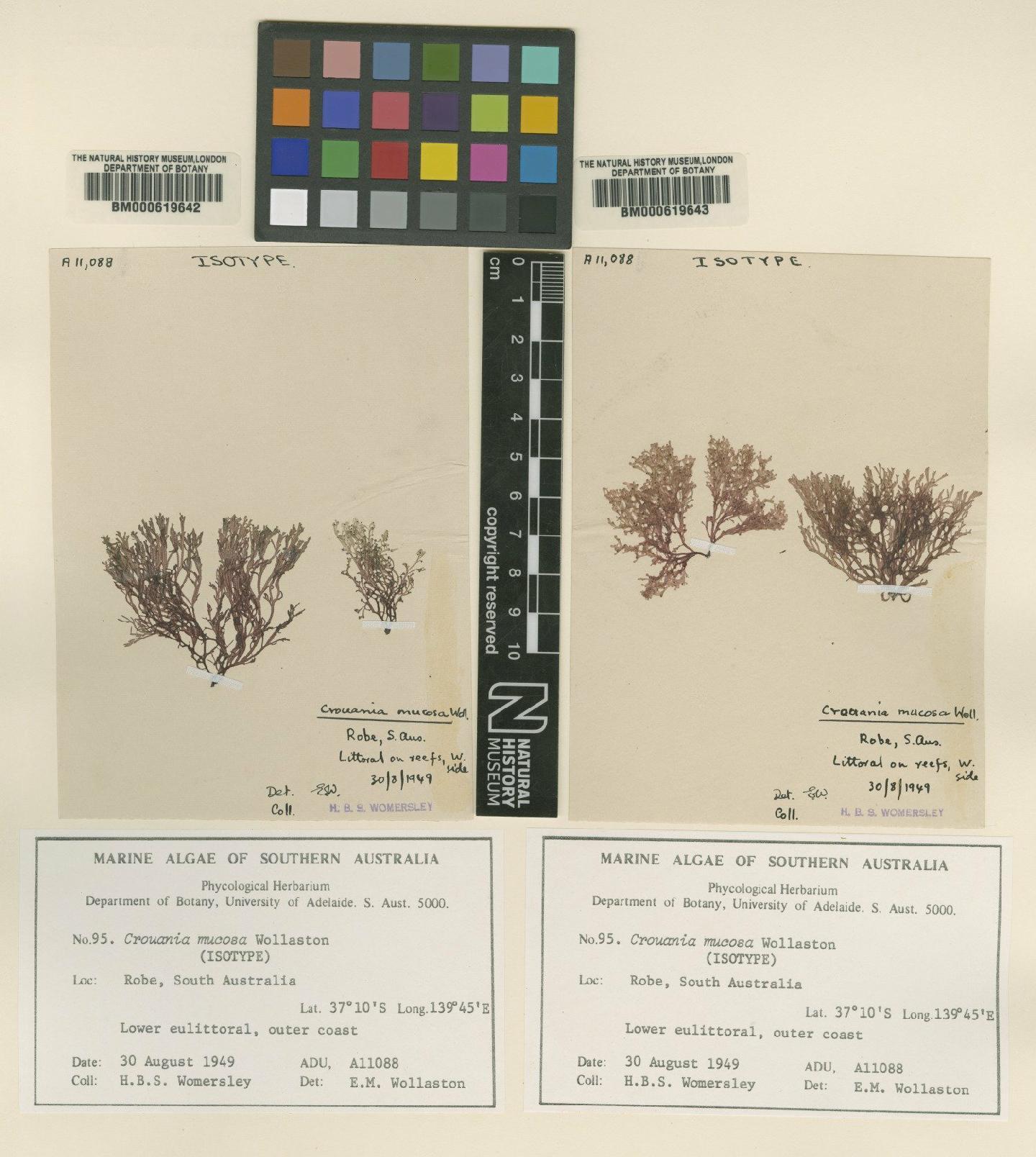 To NHMUK collection (Crouania mucosa E.M.Woll.; Isotype; NHMUK:ecatalogue:4791613)