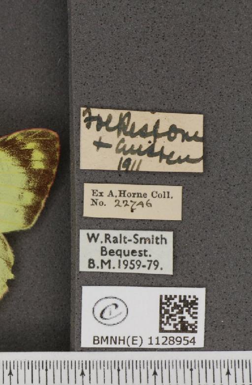 Colias alfacariensis Berger, 1948 - BMNHE_1128954_label_85485