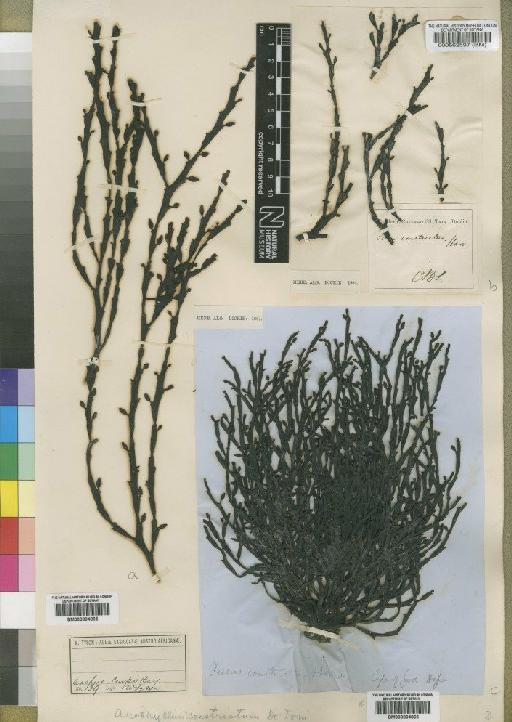 Axillariella constricta (J.Agardh) Silva - BM000804865