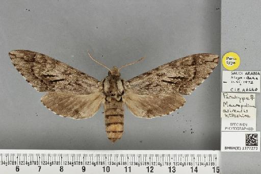 Macropoliana asirensis Wiltshire, 1980 - BMNH(E) 1377273 M asirensis Wiltshire PT female dorsal and labels