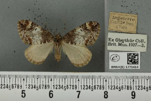 Dysstroma truncata truncata (Hufnagel, 1767) - BMNHE_1771414_348058