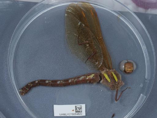 Aeshna grandis (Linnaeus, 1758) - 015054622_2
