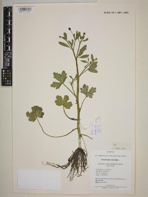 Ranunculus sceleratus L. - BM013737047