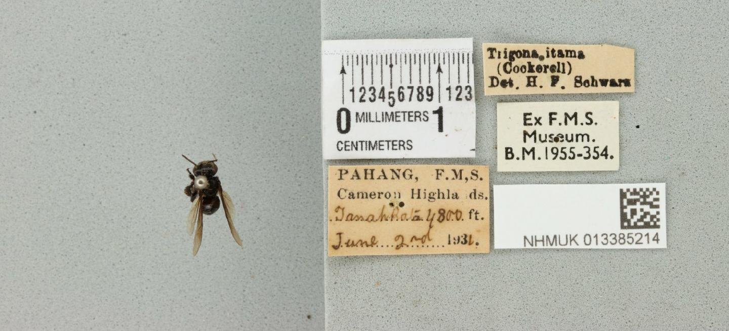 Heterotrigona itama thumbnail