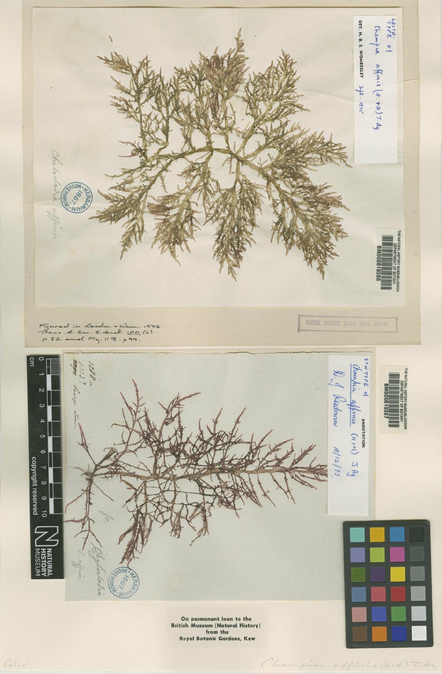 To NHMUK collection (Champia affinis (Hook.f. & Harv.) Harv.; Syntype; NHMUK:ecatalogue:4790368)