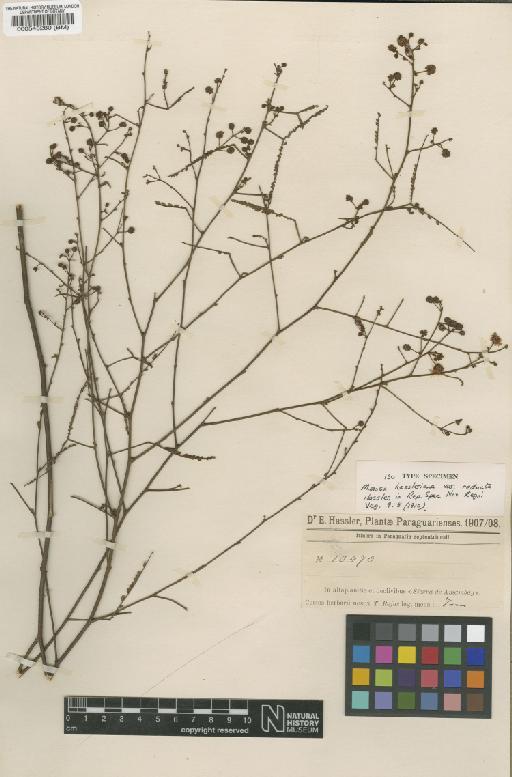 Mimosa bifurca var. reducta (Hassl.) Barneby - BM000545280