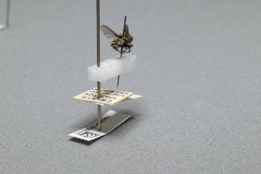 Sarcophaga (Myorhina) nigriventris Meigen, 1826 - 015091643_additional_1