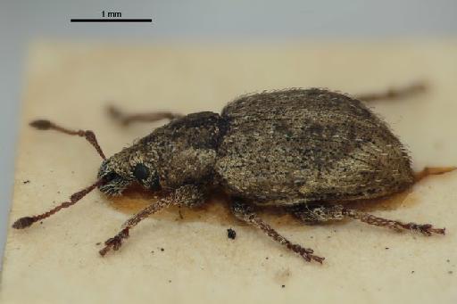 Nicaeana placida (Broun, 1914) - Nicaeana_placida_Broun_1914-BMNH1237412-holotype_habitus_oblique-2p5x