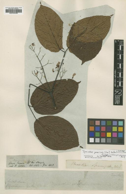Tynanthus panurensis (Bureau) Sandwith - BM000992358