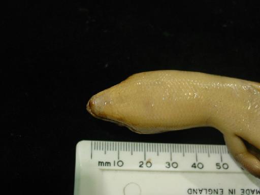 Eugongylus albofasciolatus albofasciolatus - Eugongylus albofasciolatus type 1946.8.13.74 017.JPG