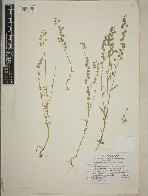 Thysanocarpus amplectans Greene - BM013411004