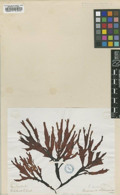 Callophyllis atrosanguinea (Hooker & Harvey) Hariot - BM000044718