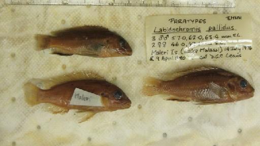 Labidochromis pallidus Lewis, 1982 - BMNH 1981.1.9.74-78, PARATYPES, Labidochromis pallidus b