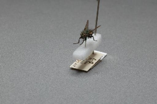 Sarcophaga (Myorhina) nigriventris Meigen, 1826 - 015091912_additional_3