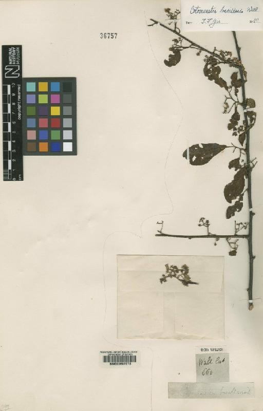 Cotoneaster bacillaris Wall. ex Lindl. - BM000602278