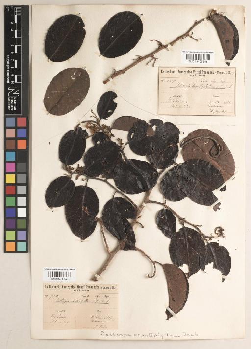 Dalbergia ecastaphyllum (L.) Taub. - BM013406548