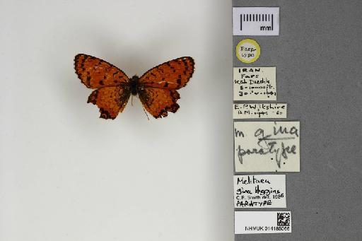 Melitaea gina Higgins - 014185066_Melitaea_gina_Dorsal