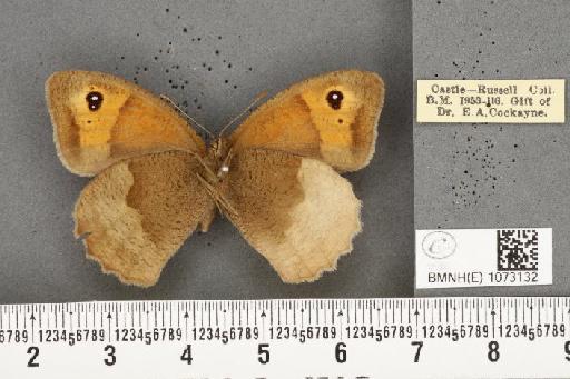 Maniola jurtina ab. partimtransformis Leeds, 1950 - BMNHE_1073132_39082