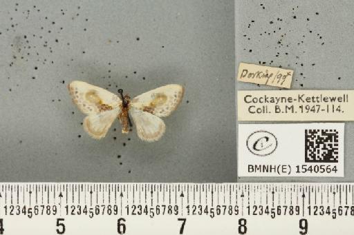 Cilix glaucata (Scopoli, 1763) - BMNHE_1540564_234512