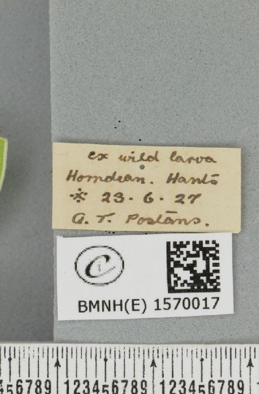 Bena bicolorana (Fuessly, 1775) - BMNHE_1570017_label_496999