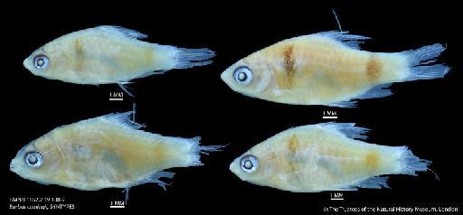 Barbus cumingii Günther, 1868 - BMNH 1852.2.19.138-9 Barbus cumingii, SYNTYPES