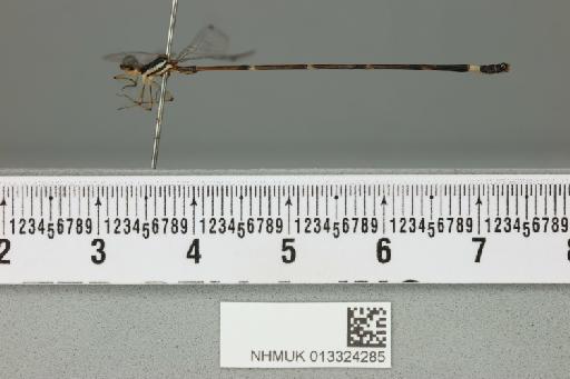 Protosticta hearseyi Fraser, 1922 - 013324285_lateral