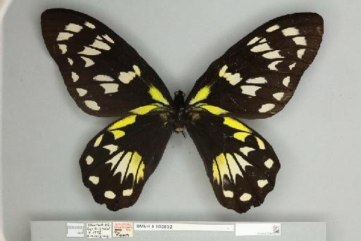 Ornithoptera victoriae epiphanes Schmid, 1970 - 013602756__