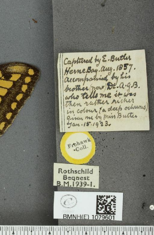Papilio machaon gorganus Fruhstorfer, 1922 - BMNHE_1079601_label_65668