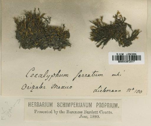 Leptodontium viticulosoides (P.Beauv.) Wijk & Margad. - BM000872517