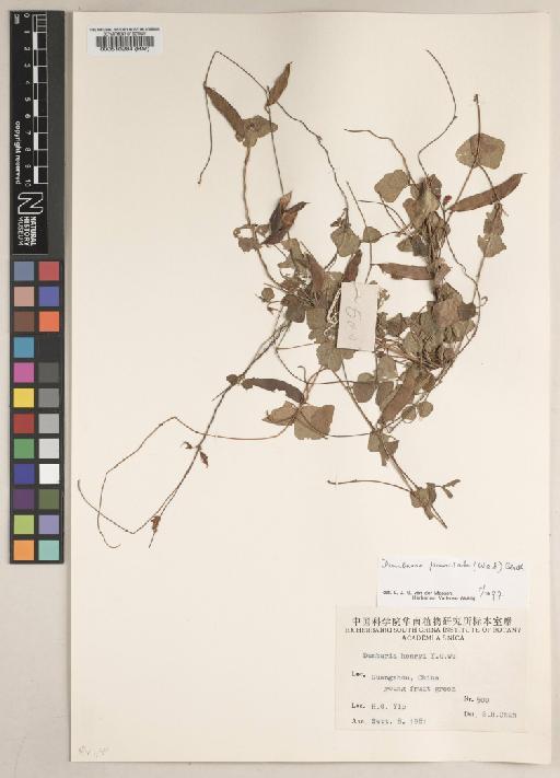 Dunbaria punctata (Wight & Arn.) Benth. - BM000510284