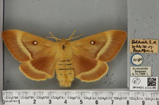 Lasiocampa quercus quercus (Linnaeus, 1758) - BMNHE_1521190_195922