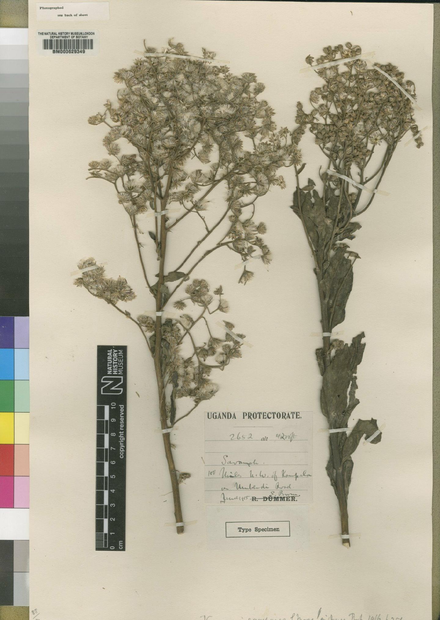 To NHMUK collection (Vernonia campanea Moore; Type; NHMUK:ecatalogue:4528586)