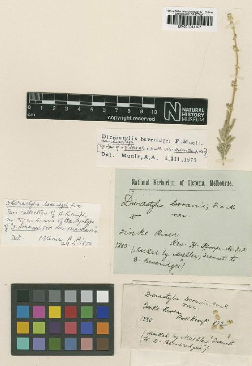 Dicrastylis beveridgei F.Muell. - BM001041107