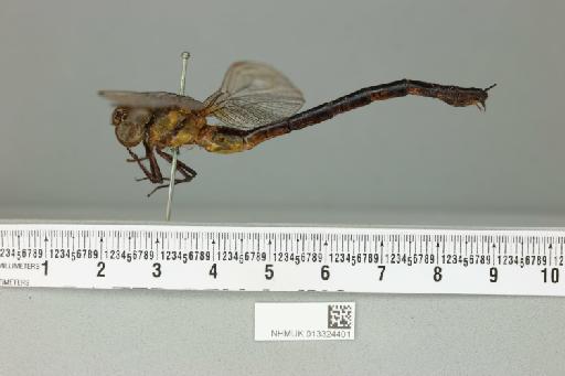 Gynacantha khasiaca McLachlan, 1896 - 013324401_lateral