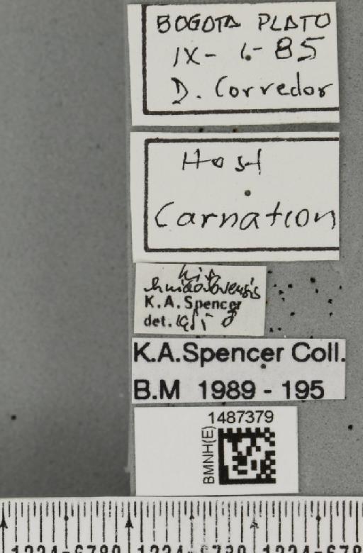 Liriomyza huidobrensis (Blanchard, E.E., 1926) - BMNHE_1487379_label_50318