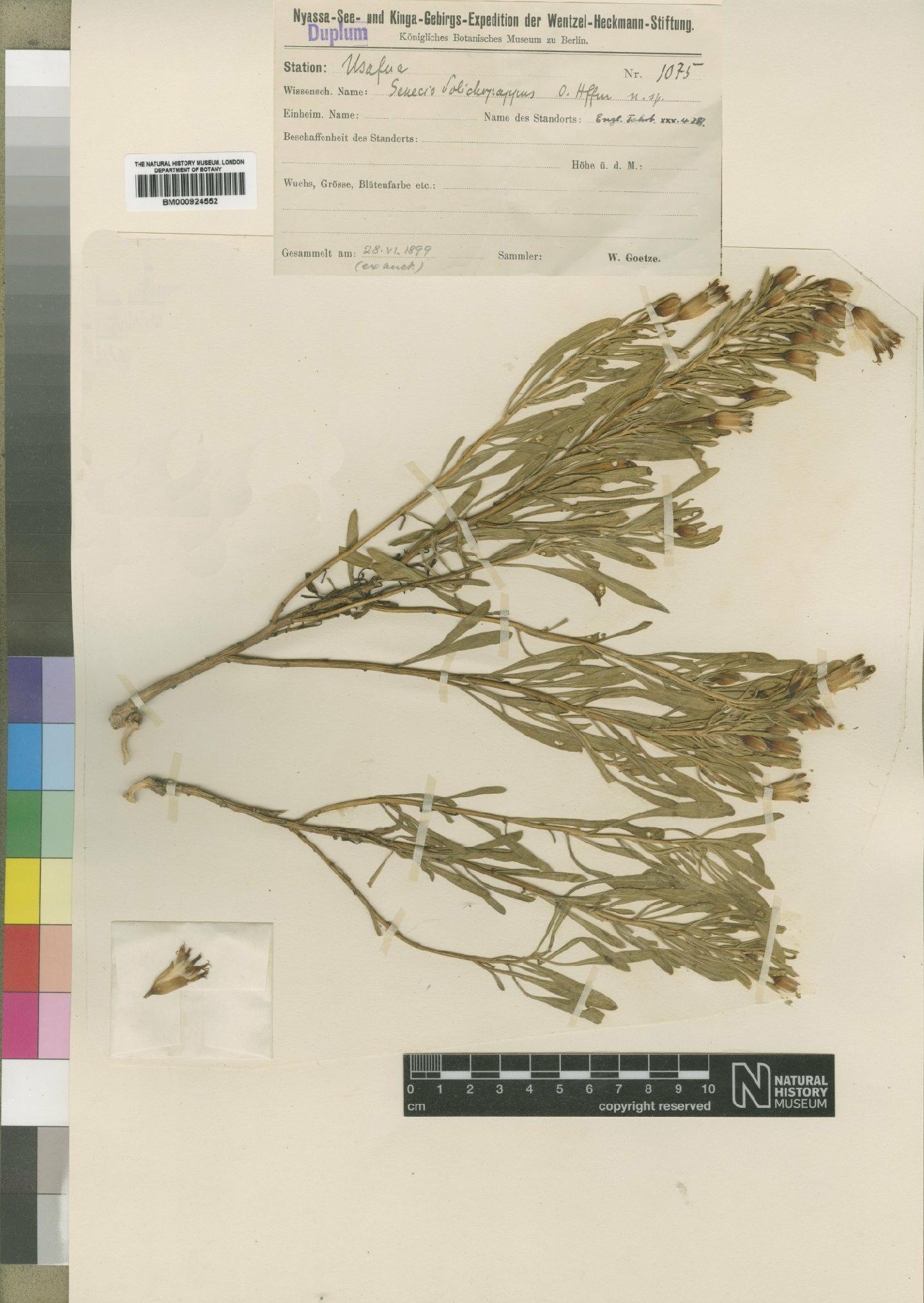 To NHMUK collection (Lopholaena dolichopappa (O.Hoffm.) Moore; Type; NHMUK:ecatalogue:4529565)