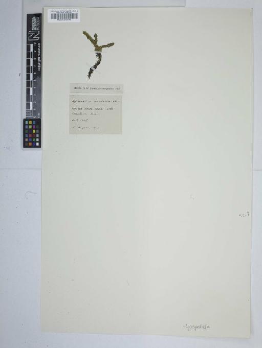 Lycopodiella inundata (L.) Holub - BM001060079