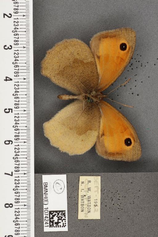 Maniola jurtina insularis ab. transformis Leeds, 1950 - BMNHE_1074241_41091