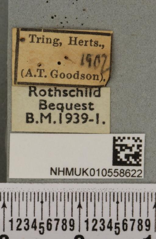 Hoplodrina octogenaria (Goeze, 1781) - NHMUK_010558622_label_614173