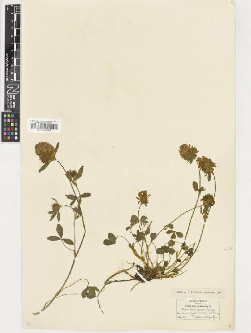 Trifolium pratense L. - BM001036705