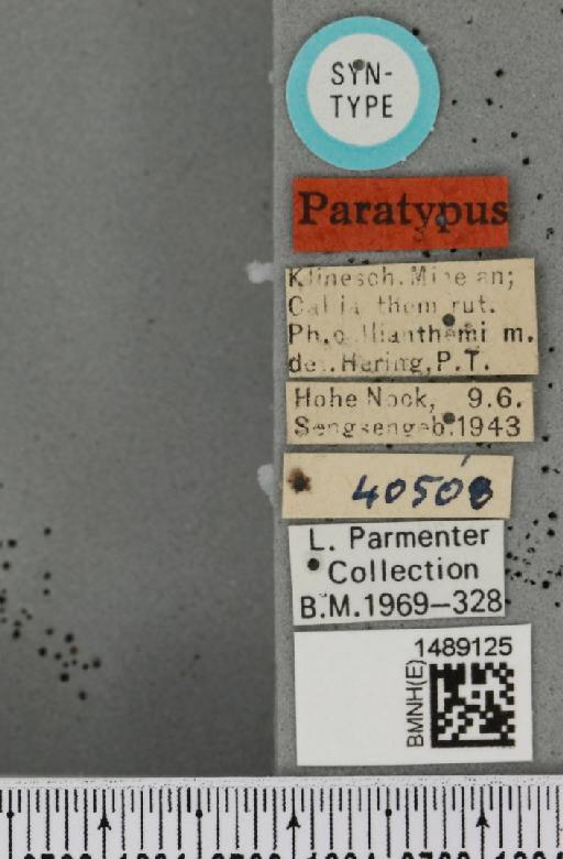 Phytomyza callianthemi Hering, 1944 - BMNHE_1489125_label_53486