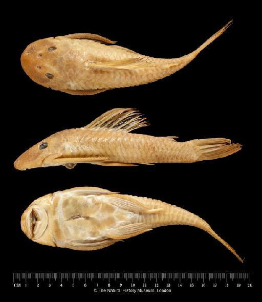 Plecostomus strigaticeps Regan, 1908 - BMNH 1907.7.6.10-12, SYNTYPE, Plecostomus strigaticeps A