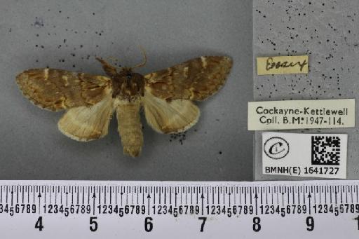 Notodonta dromedarius ab. dromedarulus Haworth, 1803 - BMNHE_1641727_244180