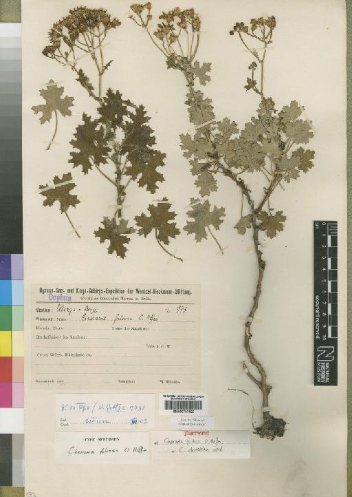 Cineraria deltoidea Sond - BM000797529