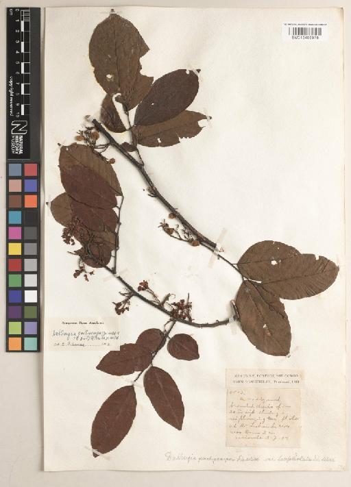Dalbergia pachycarpa (De Wild. & T.Durand) Ulbr. & De Wild. - BM013405978