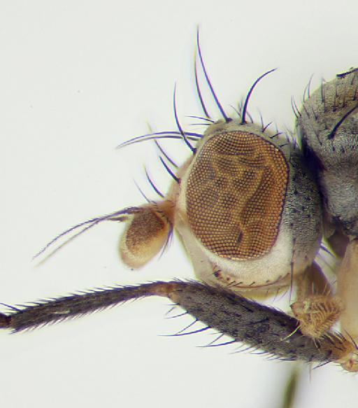 Trixoscelis frontalis (Fallén, 1823) - Trixoscelis_frontalis-010210507-head_lateral-63_0x