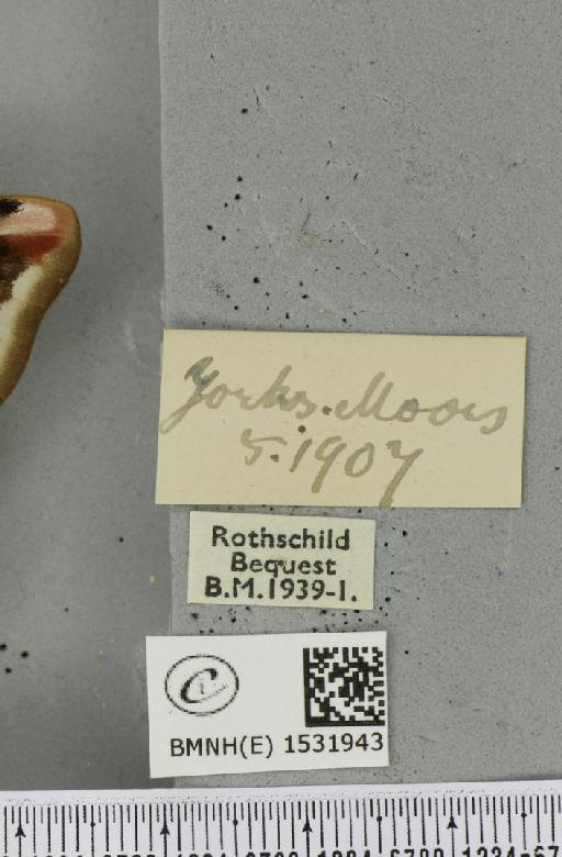 Saturnia pavonia ab. deflexa Schultz, 1909 - BMNHE_1531943_label_203933
