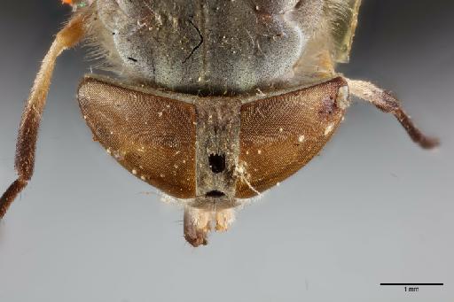 Atylotus albipalpus fuscipes (Ricardo, 1908) - 014064147_dorsal_head