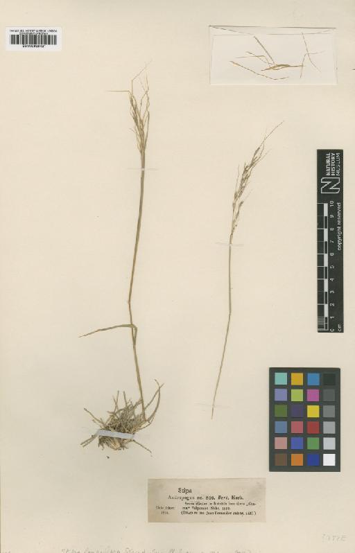 Stipa neesiana Trin. & Rupr. - BM000938481