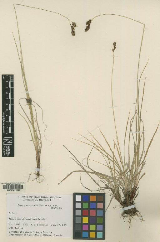 Carex raymondii Calder - BM000611701